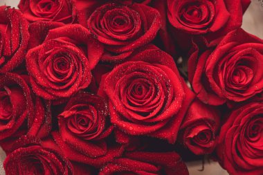 Su damlalı güzel kırmızı güller. Seçici odaklanma. Sığ alan derinliği.