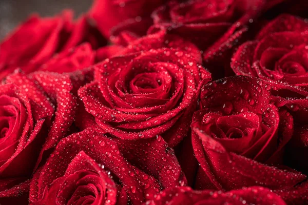 Beautiful Red Roses Waterdrops Selective Focus Shallow Depth Field Royalty Free Stock Photos