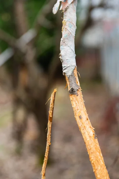 Apple Tree Winter Garden Gnawed Wild Hares Selective Focus — Stock Photo, Image