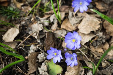 Hepatica nobilis bahçede çiçek açıyor. Seçici odak.