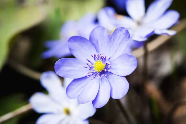 Hepatica Nobilis Florescendo Jardim Foco Seletivo — Fotografia de Stock