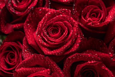 Su damlalı güzel kırmızı güller. Seçici odaklanma. Sığ alan derinliği.