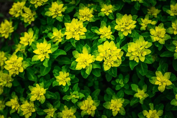 菊花植物 晨露在花园里 有选择的重点 — 图库照片