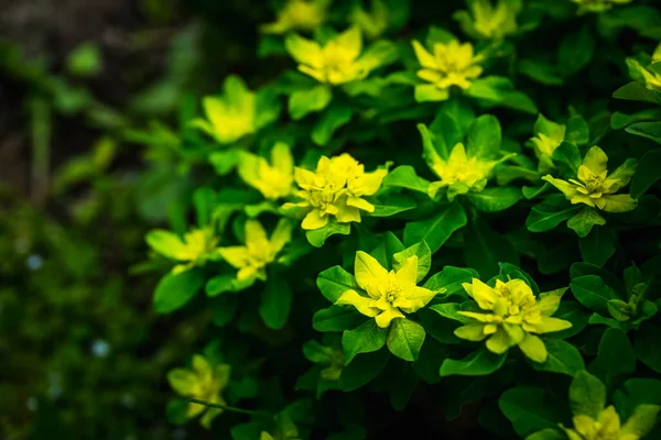 Euphorbien Pflanze Mit Morgentau Garten Selektiver Fokus — Stockfoto