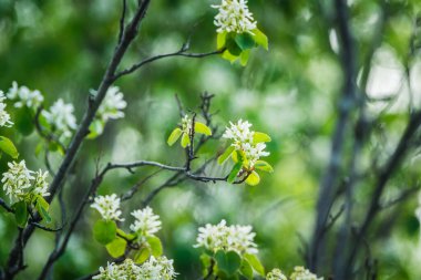 Bahçede çiçek açan Shadberry (Amelanchier meyveleri). Sığ alan derinliği.