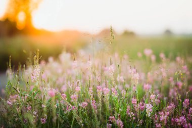 Gün batımında gökyüzü üzerinde yaban pembe çiçekleri olan güzel çayır. Arka planda güneş ışığı var. Seçici odak.