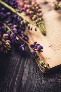 Atmosferik çevrede kırsal arka planda renkli lupin çiçekleri. Seçici odaklanma. Sığ alan derinliği.