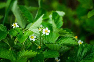 Bahçede çiçek açan çilek bitkisi. Seçici odak.