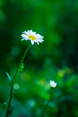 Yaz tarlasında güzel beyaz papatya çayı. Seçici odaklanma. Sığ alan derinliği.