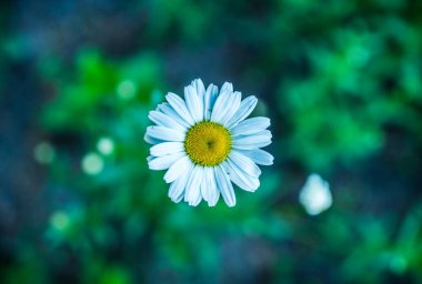 Yaz tarlasında güzel beyaz papatya çayı. Seçici odaklanma. Sığ alan derinliği.