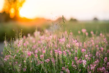 Gün batımında gökyüzü üzerinde yaban pembe çiçekleri olan güzel çayır. Arka planda güneş ışığı var. Seçici odak.