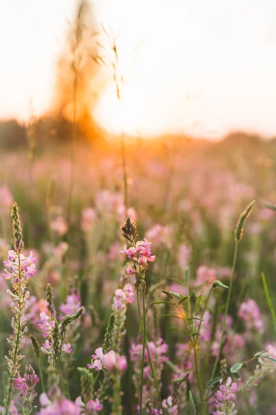 Prato Bonito Com Flores Rosa Selvagens Sobre Céu Por Sol — Fotografia de Stock