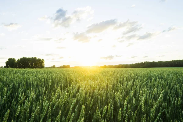 Grüner Weizen Auf Dem Feld Mit Wunderschönem Sonnenuntergang Selektiver Fokus Stockbild