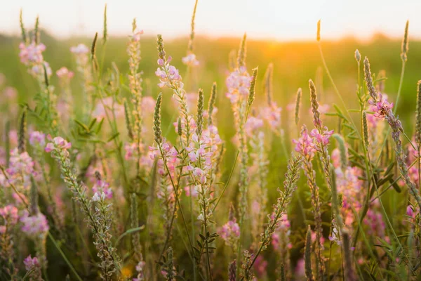 Schöne Wiese Mit Wildrosa Blumen Über Dem Himmel Bei Sonnenuntergang lizenzfreie Stockbilder