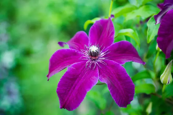 Clematis Floraison Niobe Dans Jardin Profondeur Champ Faible — Photo