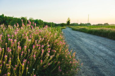 Gün batımında yol kenarında vahşi pembe çiçekleri olan güzel çayır. Arka planda güneş ışığı var. Seçici odak.
