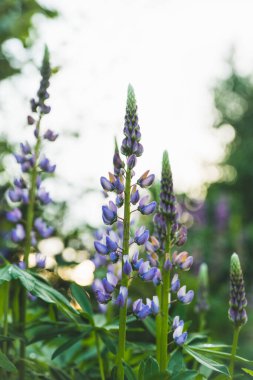 Lupine tarlada çiçek yetiştiriyor. Yüzeyin derinliği. Seçici odak.
