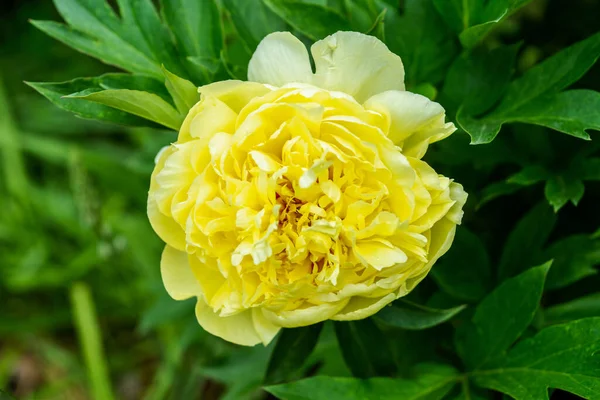 Blooming Yellow Peony Garden Treasure Garden Selective Focus — Stockfoto