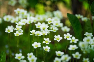 Bahçede çiçek açan Saxifraga Paniculata (alp saksafon). Seçici odaklanma. Sığ alan derinliği.