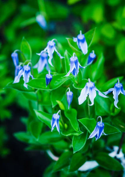 Floração Azul Rooguchi Clematis Jardim Foco Seletivo Profundidade Campo Rasa — Fotografia de Stock