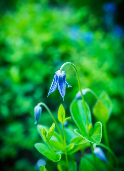 Blühende Blaue Rooguchi Clematis Garten Selektiver Fokus Geringe Tiefenschärfe — Stockfoto