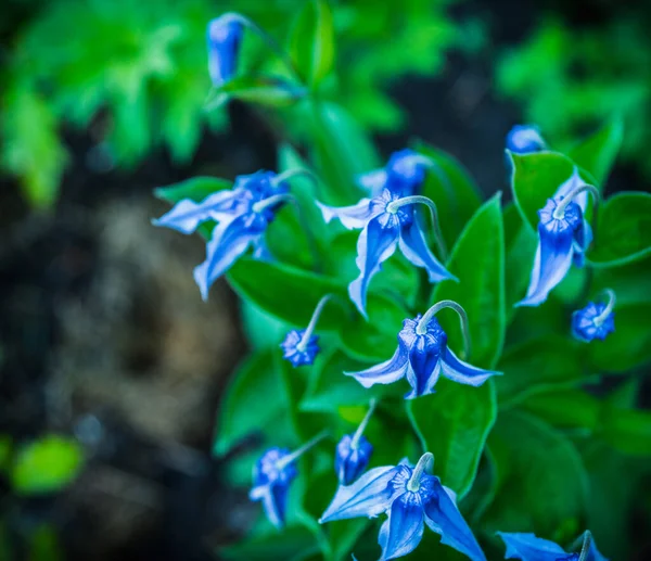 Floreciente Rooguchi Clematis Azul Jardín Enfoque Selectivo Profundidad Superficial Del —  Fotos de Stock