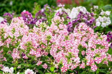 Bahçede çiçek açan 