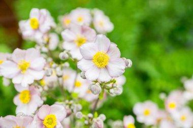 Bahçedeki Anemone çiçeği (Hupehensis). Seçici odak.