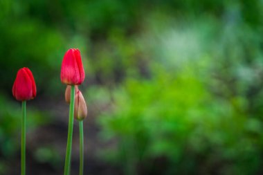 Bahçede açan lale çiçeği. Seçici odaklanma. Sığ alan derinliği.
