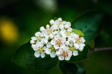 Çiçekli siyah çulluk ağacı ve çiftlikte bahar günü demetleri. Seçici odak.