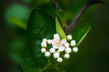 Çiçekli siyah çulluk ağacı ve çiftlikte bahar günü demetleri. Seçici odak.