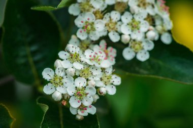 Çiçekli siyah çulluk ağacı ve çiftlikte bahar günü demetleri. Seçici odak.