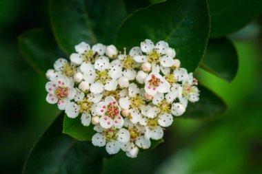 Çiçekli siyah çulluk ağacı ve çiftlikte bahar günü demetleri. Seçici odak.