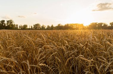 Olgun altın buğday dikenleri güzel günbatımı ışıklarıyla tarlada. Seçici odaklanma. Sığ alan derinliği.