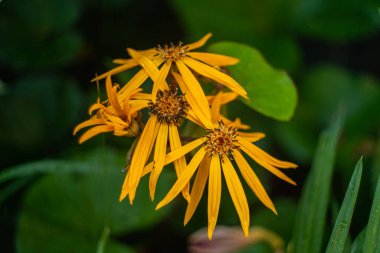 Çiçek Ligularia dentata orthello. Sığ derinlik-in tarla.