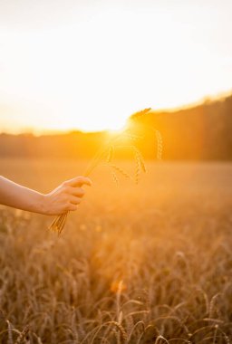 Olgun altın buğday taneleriyle dolu bir kadın eli. Gün batımının güzel ışıkları ve mercek alevi. Seçici odaklanma. Sığ alan derinliği.