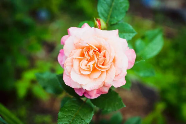 Mooie Roze Roos Bloeien Tuin Selectieve Focus Ondiepe Scherptediepte — Stockfoto