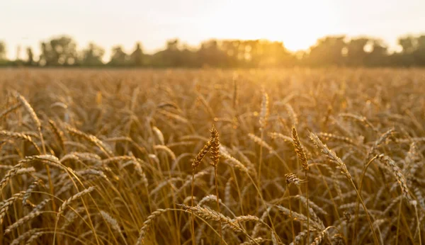 Espiguetas Trigo Dourado Maduro Campo Belas Luzes Pôr Sol Foco — Fotografia de Stock