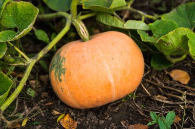 Çiftlikte kabak yetişiyor. Seçici odak.