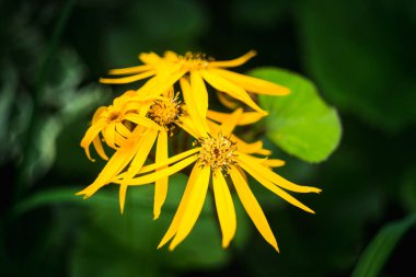 Çiçek Ligularia dentata orthello. Sığ derinlik-in tarla.