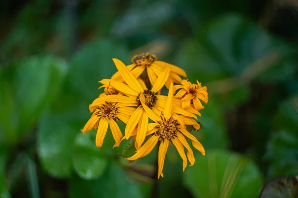 Blütenligularia Dentata Orthello Geringe Schärfentiefe — Stockfoto