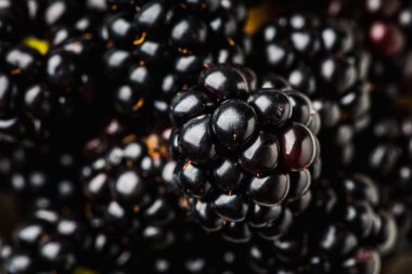 Koyu kırsal arka planda olgun böğürtlen yığını. Seçici odaklanma. Sığ alan derinliği.