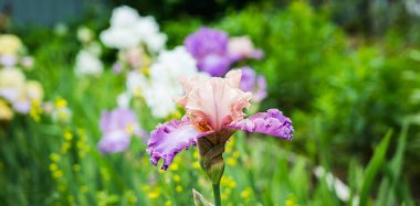 Bahçede çiçek açan göz. Seçici odak.