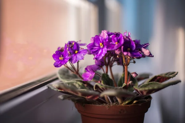 Menekşe. Ev kapalı bitki saksı izole içinde