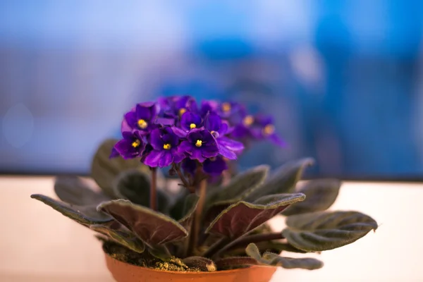 Menekşe. Ev kapalı bitki saksı izole içinde