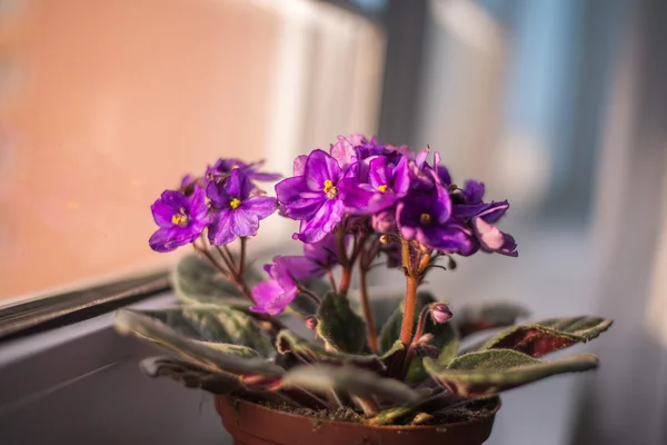 Menekşe. Ev kapalı bitki saksı izole içinde