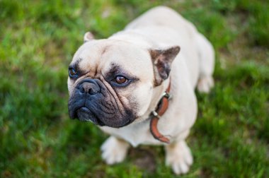 Kahverengi Fransız buldozer 