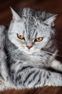  Yalan kötü İngiliz kedi 