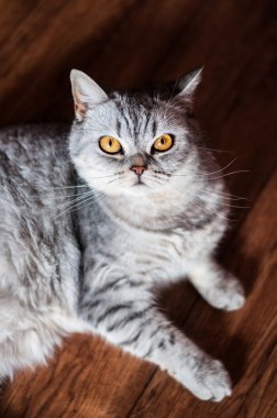  Yalan kötü İngiliz kedi 