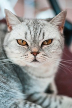 Yalan kötü İngiliz kedi 